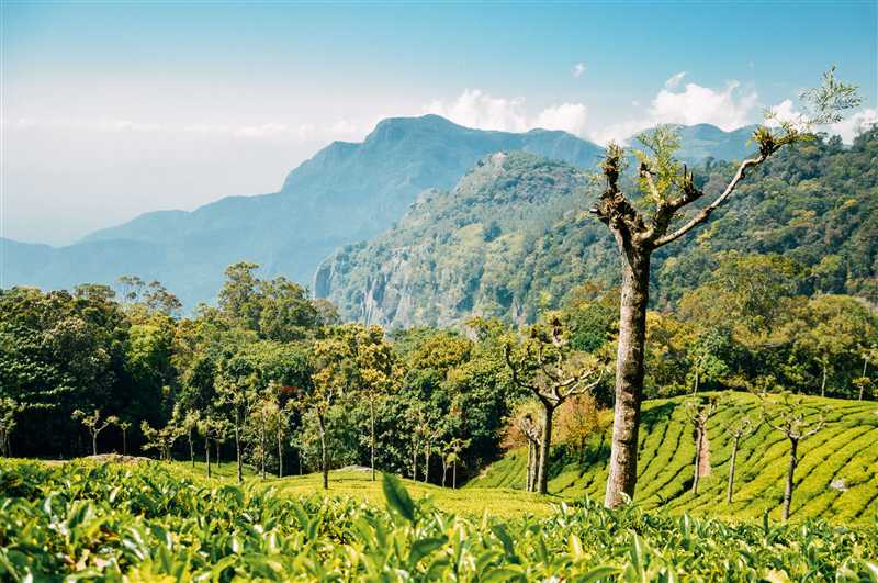 Munnar A Lush Green Escape in the Western Ghats