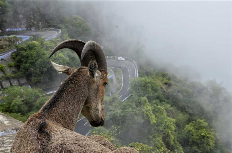 Munnar A Lush Green Escape in the Western Ghat